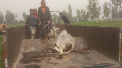 बरेली-पुलिस की लापरवाही बन जाती है गौतस्करो की जान की दुश्मन