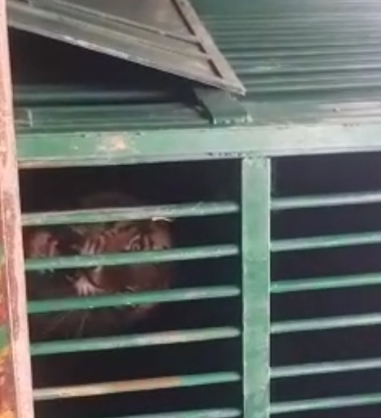 बरेली-4 साल की शर्मिंली बाघिन से एक्सपर्ट भी हैरान