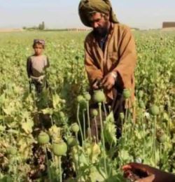 अफीम की खेती पर लगेगा  अफगानिस्तान में  बैन, अब तालिबान ने जारी किया फरमान