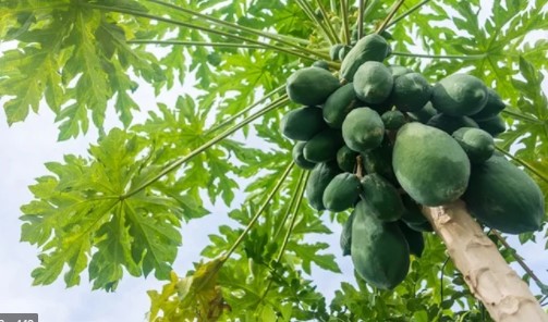 पपीते का बीज सेहत के लिए है फायदेमंद