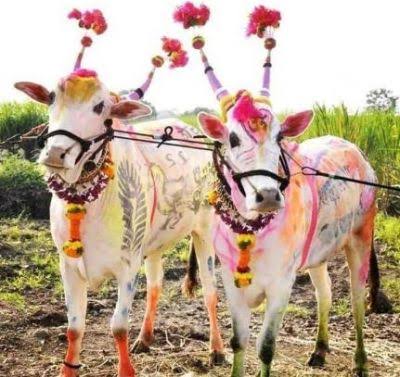 रायपुर /तीजा-पोरा विशेष : पोरा के दिन जांता,पोरा अउ बैला के होथे पूजा, तीजा म तिजहारिन मन रही थें उपवास