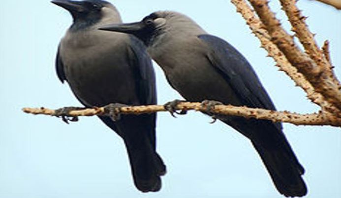 शख्स ने कौओं को खिलाया खाना, जाते-जाते पक्षी दे गया तोहफा