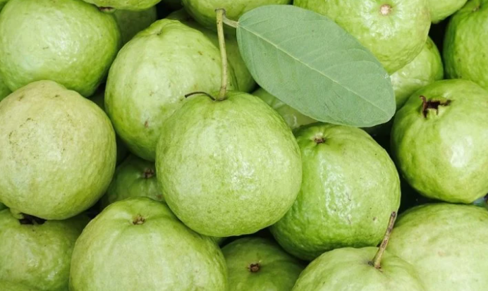 अब पेड़ पर लगेंगे शुगर फ्री अमरूद