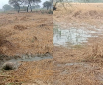 रायपुर:-मूसलाधार बारिश से खेतों में डूब गई धान की फसल