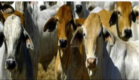 अजब गजब:खूंटे से बंधे-बंधे दुनिया की सैर कर लेगी गाय, वैज्ञानिकों ने कर दिखाया चमत्कार