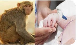 बरेली :बंदर ने बच्चे को इमारत से नीचे  फेंका हुई मौत