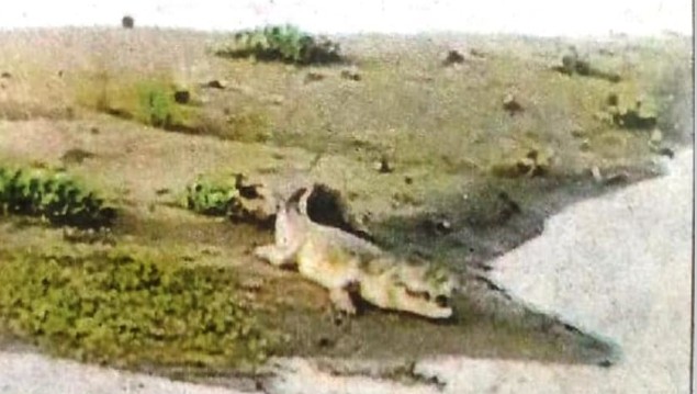 बरेली :मछली पकड़ने गए युवक पर मगरमच्छ ने बोला हमला, चार को किया घायल