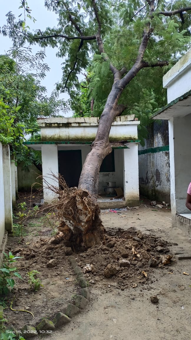 पीलीभीत : प्राथमिक विद्यालय में खड़ा पेड़ गिरने से खाना बना रही दो रसोइया घायल हुईं