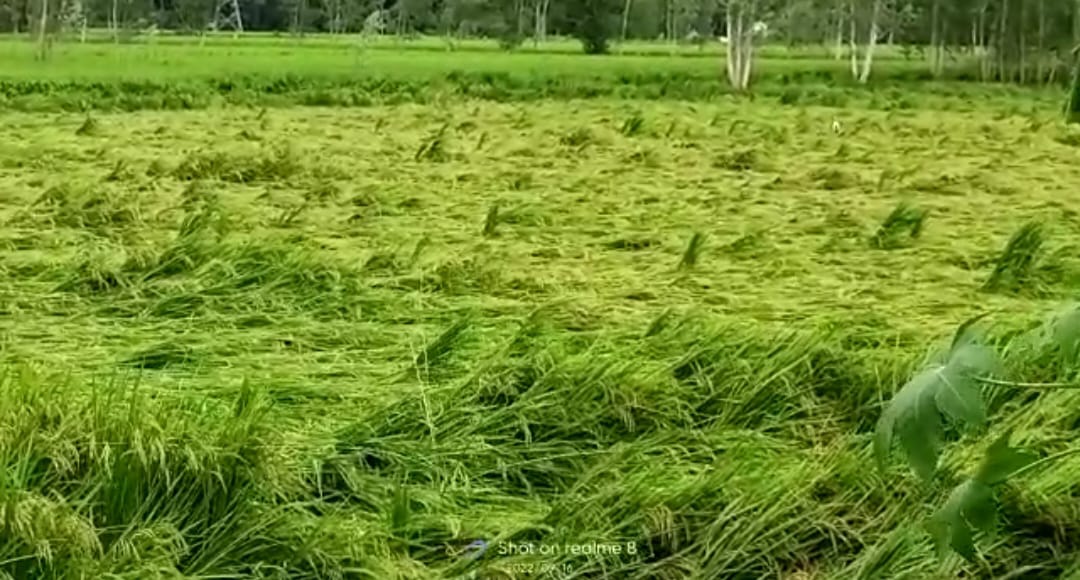 पीलीभीत :लगातार दो दिन से बारिश के साथ हवा चलने से धान और गन्ने की फसल गिरकर बर्बाद हो गई।