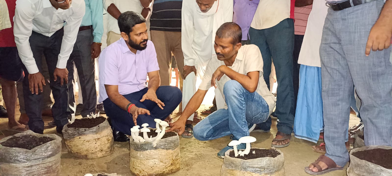 पीलीभीत :जिलाधिकारी द्वारा मशरूम की खेती का ग्राम मचवाखेडा में पहुंचकर कर किया गया स्थलीय निरीक्षण।