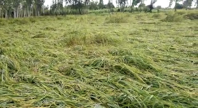 आँवला/बरेली - तीन दिन से लगातार हो रही बारिश से किसान परेशान पहले किसान को रुलाया सूखा ने अब बे मौसम बरसात की मार।