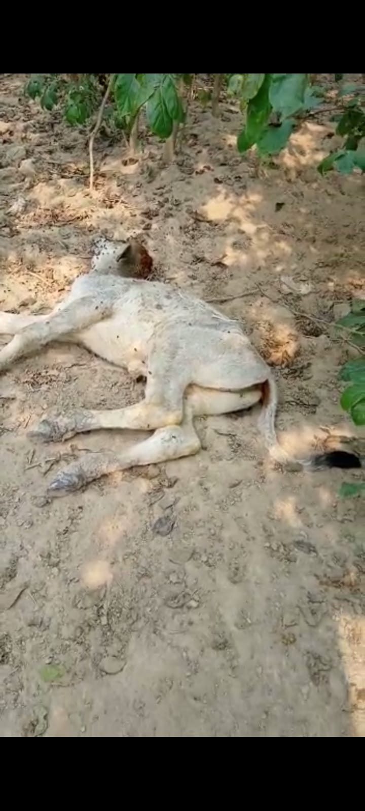 आँवला/बरेली - थाना सिरौली क्षेत्र में मंदिर परिसर में पड़ी सड़ रही गोवंश पशुओं की लाशें शर्मसार करने वाली तस्वीर आई सामने।