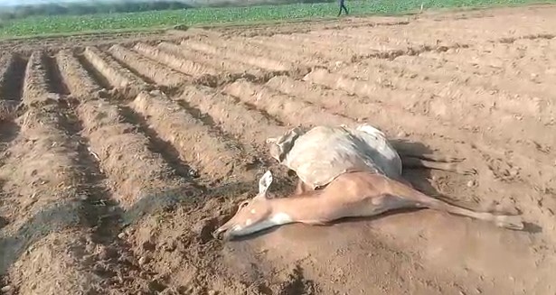 फर्रुखाबाद : वन विभाग की बड़ी लापरवाही के चलते गर्भवती नीलगाय को आवारा कुत्तों ने नोच-नोच कर खाया