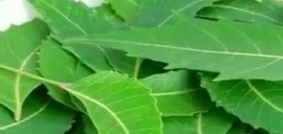 नीम की पत्तियों का सेवन करने से शरीर को मिलता है ये लाभ