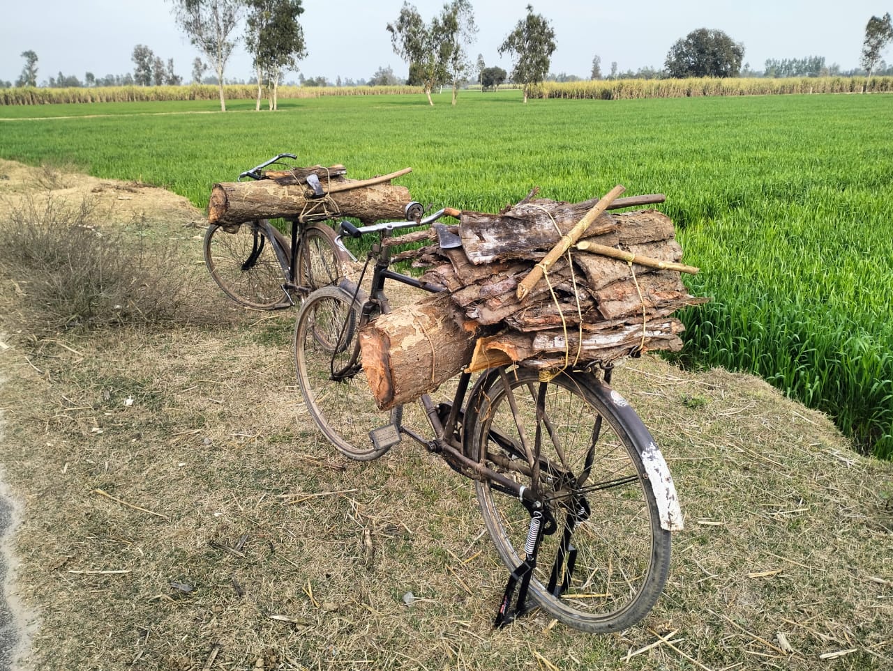 पीलीभीत:वन दरोगा व वन बाचर पर अबैध तस्करों संग मिलकर कटवा रहा क्षेत्र में सामाजिक वानिकी की लकड़ी