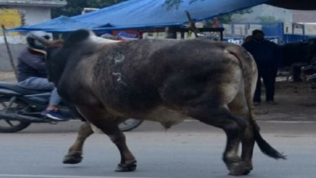 जौनपुर : पकड़ा गया किसान का हत्यारा सांड़