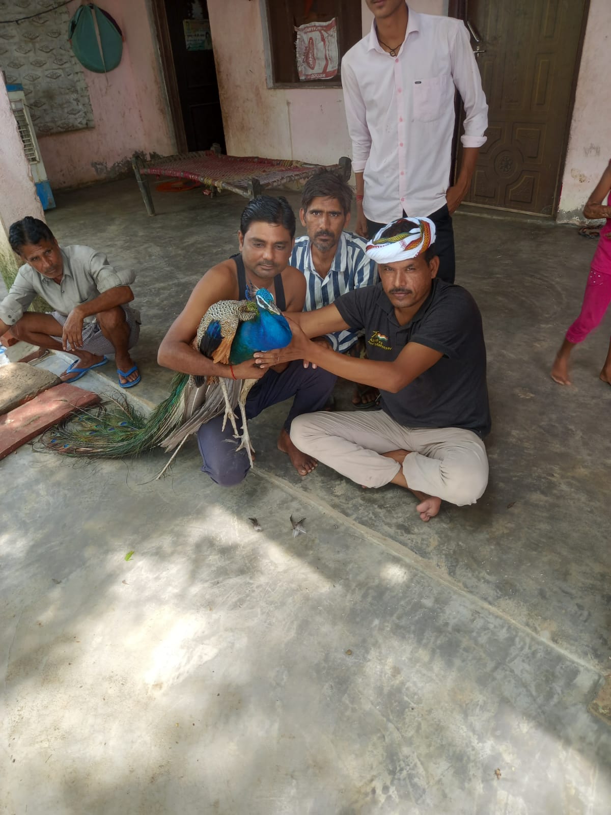 मैनपुरी : ग्राम रठेरा में राष्ट्रीय पक्षी मोर बिजली के करंट की चपेट में आने के कारण घायल हो गया