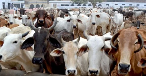 झारखंड : यहां के जानवर भी मनाते हैं वीकेंड, हफ्ते में एक दिन मिलती है छुट्टी