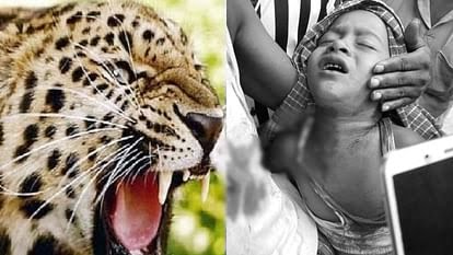 पीलीभीत में खौफनाक घटना, पिता संग खेत पर गए तीन साल के बच्चे पर तेंदुए ने किया हमला, गर्दन दबोची