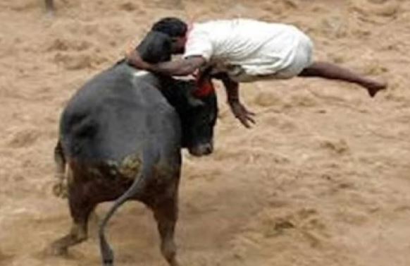 पीलीभीत में दो युवक गंभीर रूप से घायल, सांड़ से टकराई बाइक