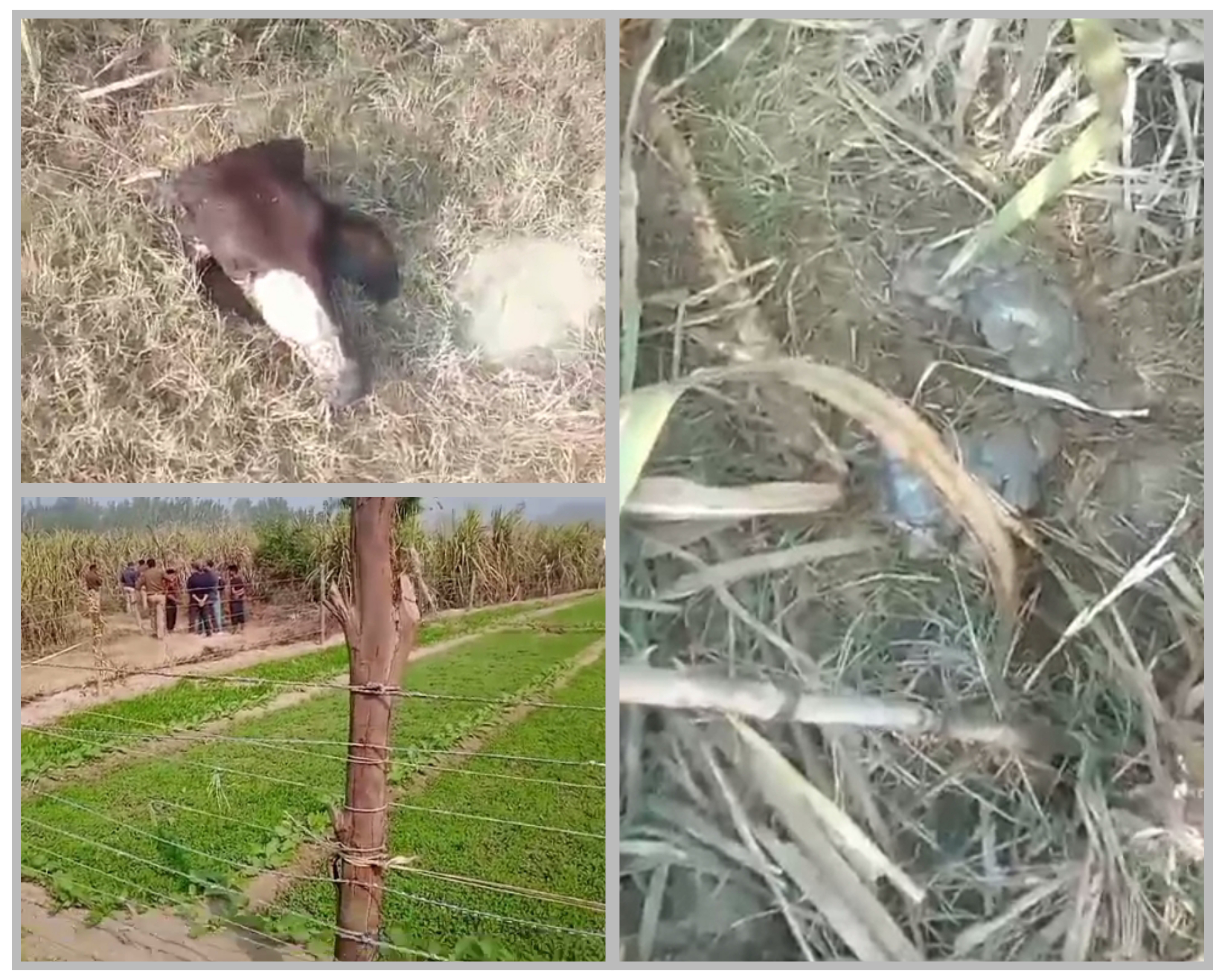 बरेली - मीरगंज कोतवाली क्षेत्र में गोवंश के अवशेष मिलने पर मचा हड़कंप।