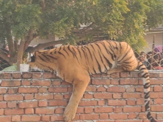 पीलीभीत : कजरी निरंजनपुर में बाघ ने गौशाला में घुसकर गोवंश पशु को बनाया निवाला