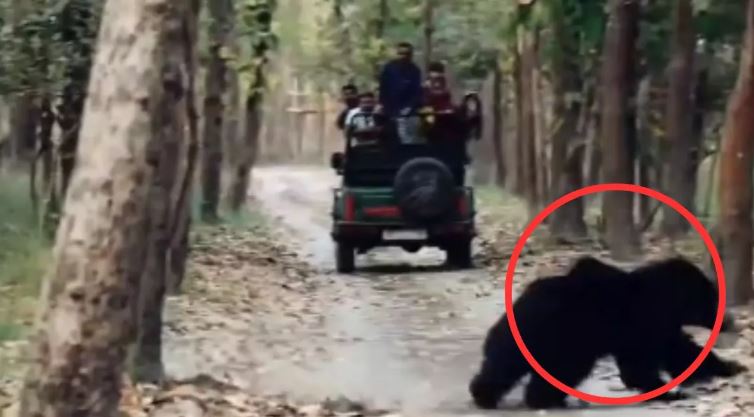पीलीभीत में भालू और टाइगर की मुठभेड़ का वीडियो वायरल