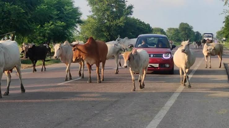 बरेली : सड़कों पर घूम रहे सैकड़ों आवारा गौवंश बढ़ा रहे मुसीबत, प्रशासन बेखबर