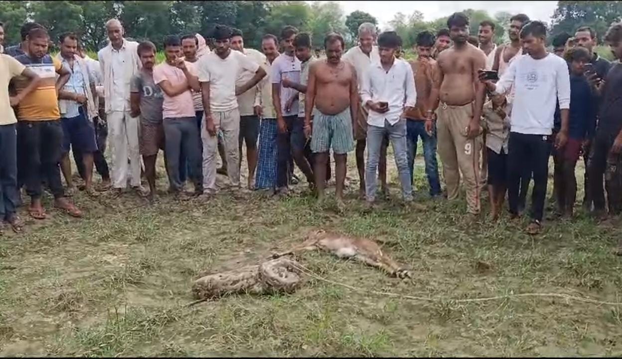 कन्नौज : विशालकाय अजगर को देख मचा हड़कंप , वन विभाग को दी सूचना ?