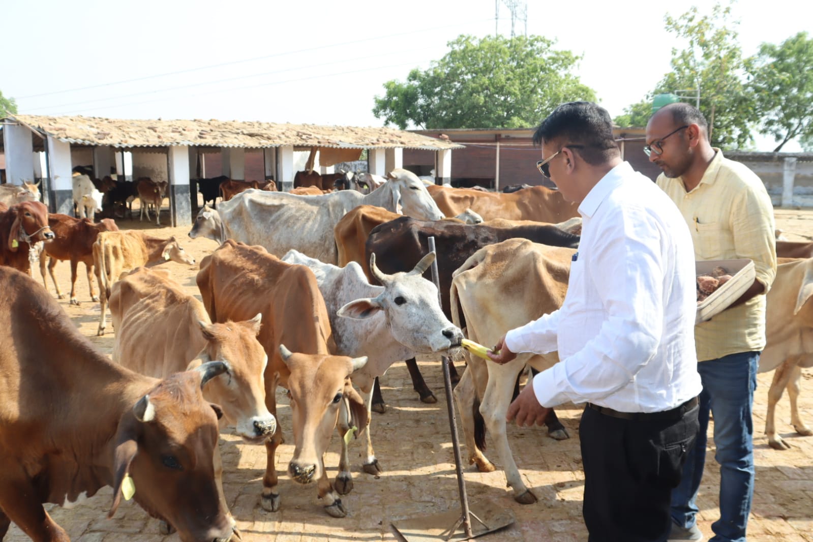 जौनपुर :जिलाधिकारी डा0 दिनेश चन्द्र के द्वारा अस्थायी गो-आश्रय स्थल कम्मरपुर, सुईथाकला का किया गया औचक निरीक्षण