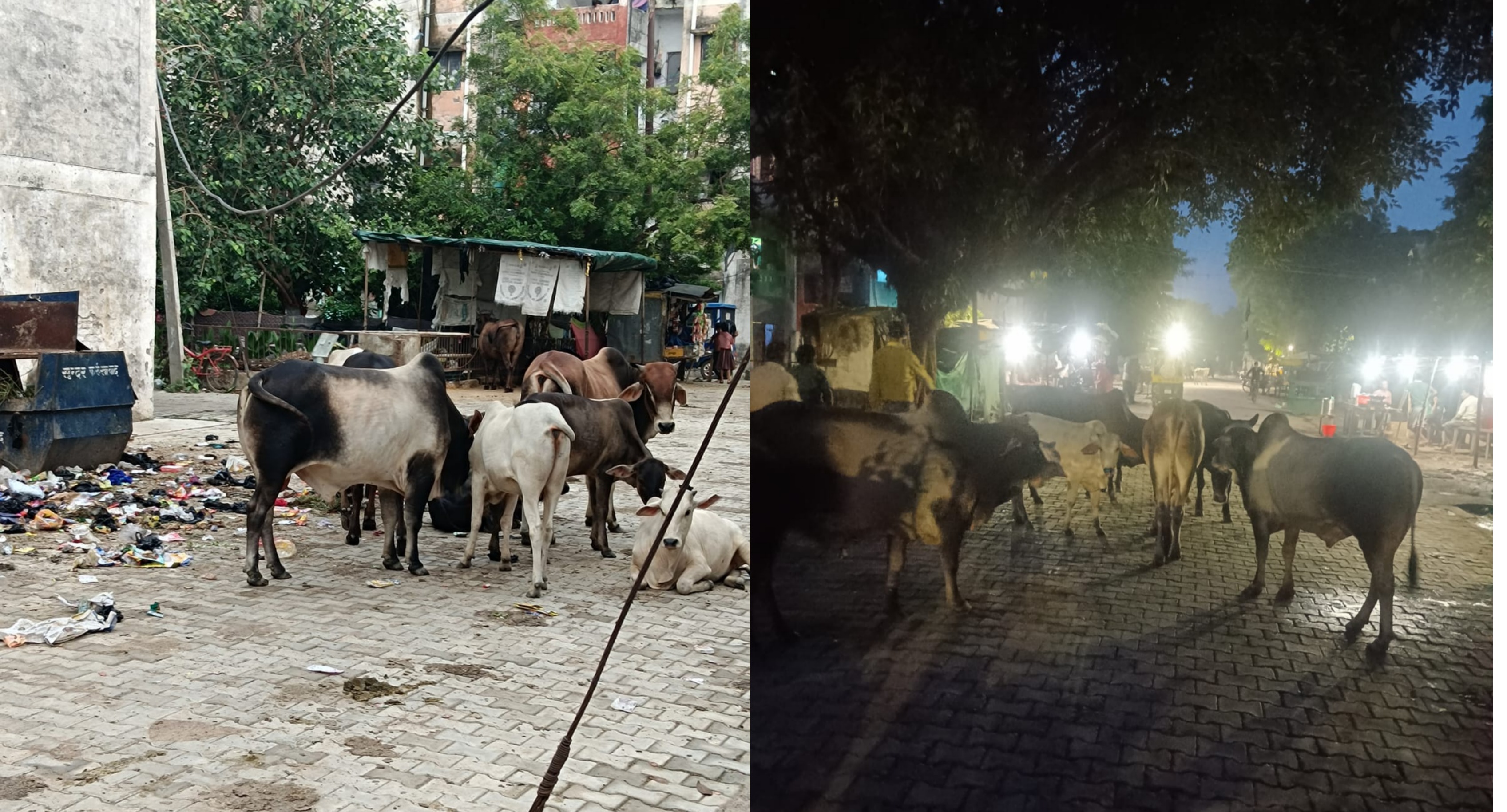 फर्रुखाबाद:काशीराम कॉलोनी में आवारा जानवरों का आतंक, स्कूली बच्चे दहशत में ,अधिकारी मौन