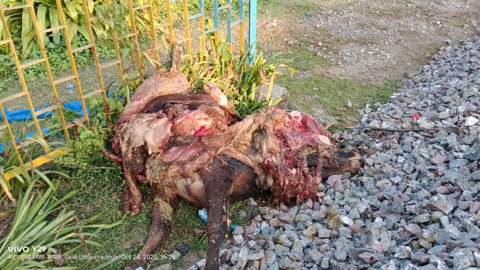 लखीमपुर खीरी : गोला गोकर्णनाथ में ट्रेन से कटकर गोवंश की मौत, बजरंग दल ने उठाई कार्रवाई की मांग