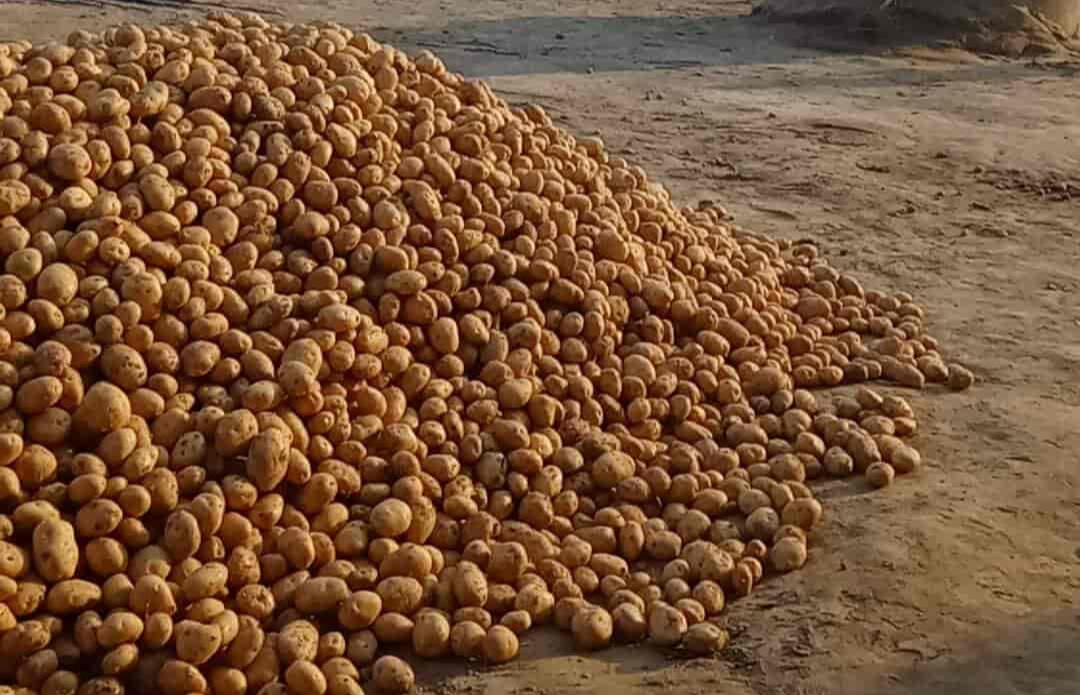 फर्रुखाबाद:सातनपुर मंडी में आलू हुआ सस्ता, 101 रुपये की गिरावट।