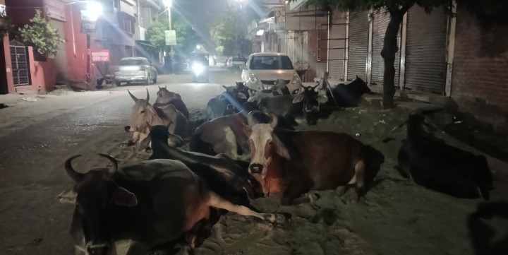 लखीमपुर खीरी : भारतीय बजरंग दल ने गोवंश के साथ हो रहे अन्याय के खिलाफ पत्र भेजकर डीएम से की कार्यवाही की मांग