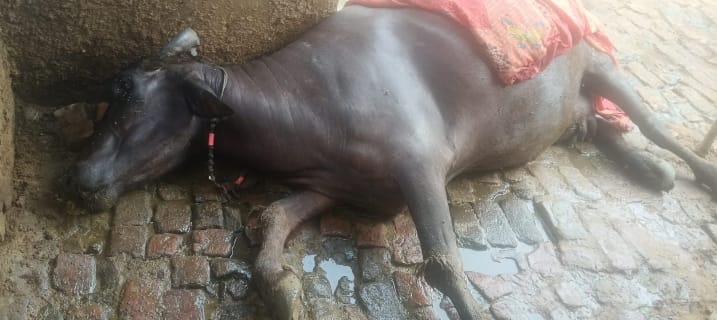 बरेली: रामनगर ब्लॉक क्षेत्र की ग्राम पंचायत चकरपुर गही में वैक्सीन से दो भैंसों की मृत्यु का लगाया आरोप।