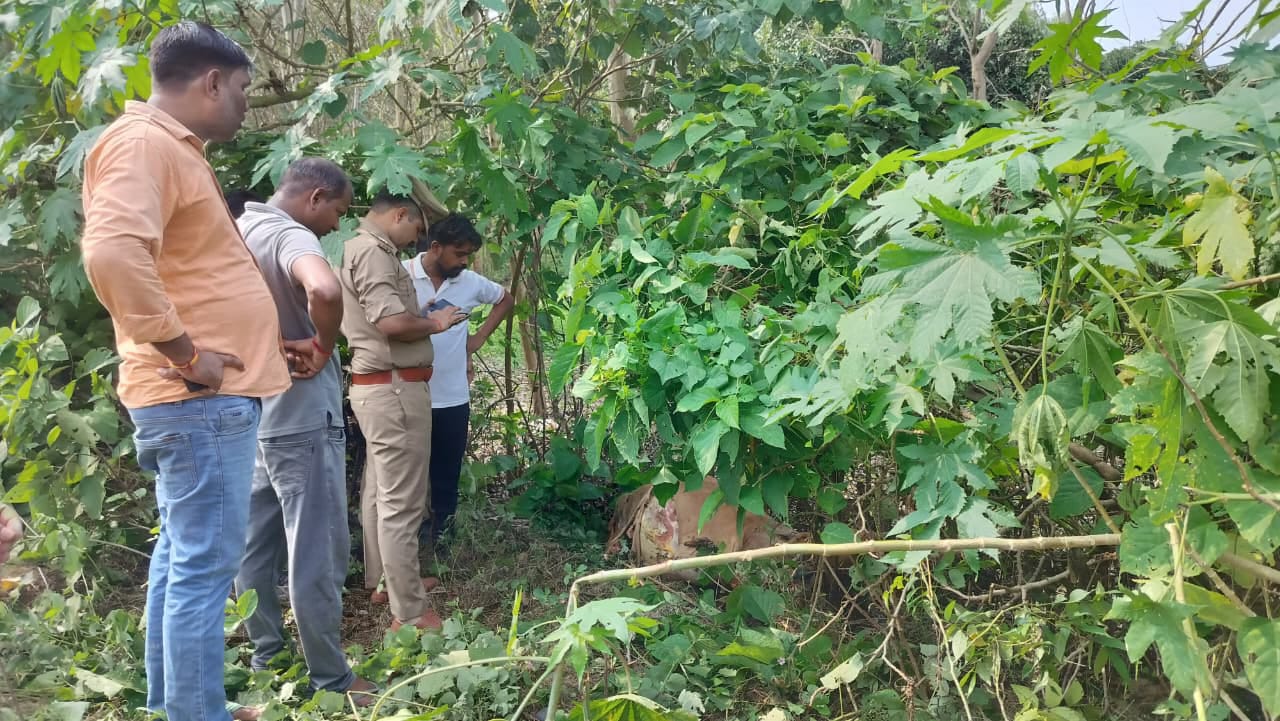 बरेली में गोकशी से आक्रोश: सड़क किनारे मिले गोवंश के अवशेष, आरोपियों की गिरफ्तारी की मांग