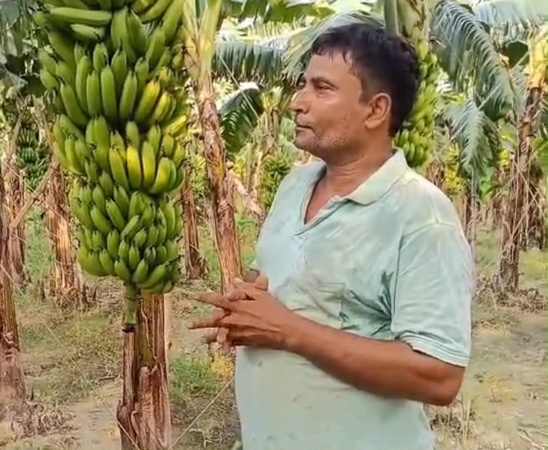 जौनपुर :उद्यान विभाग की योजनाओं का लाभ लेकर 10 बीघे में केले की खेती से कमा रहे 12 से 15 लाख रुपये तक का शुद्ध लाभ