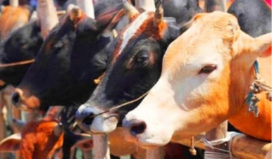 प्रयागराज,मुख्य विकास अधिकारी की अध्यक्षता में राष्ट्रीय डिजिटल पशुधन मिशन की जिला स्तरीय क्रियान्वयन समिति की बैठक सम्पन्न